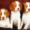 Brittany Spaniel Puppies 5D Diamond Painting