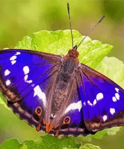 Emperor Butterfly Art 5D Diamond Painting