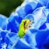Frog In Flower 5D Diamond Painting