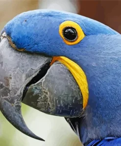 Hyacinth Macaw Bird 5D Diamond Painting