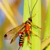 Ichneumon Wasp 5D Diamond Painting