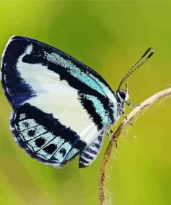 Imperial Blue Butterfly 5D Diamond Painting