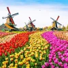 Kinderdijk Tulips 5D Diamond Painting