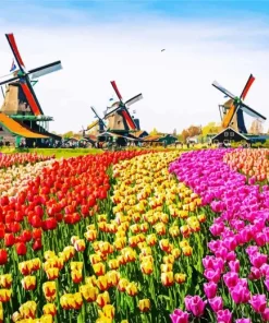 Kinderdijk Tulips 5D Diamond Painting