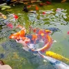 Koi Fishes Pond 5D Diamond Painting