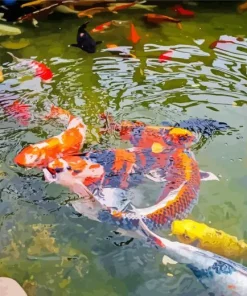 Koi Fishes Pond 5D Diamond Painting