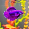 Lavender Betta Fish 5D Diamond Painting