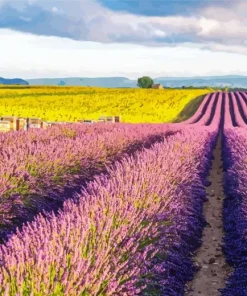 Lavenders And Sunflowers 5D Diamond Painting