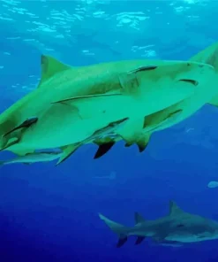 Lemon Shark 5D Diamond Painting