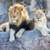 Lion And Lioness 5D Diamond Painting