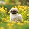 Pekingese Dog 5D Diamond Painting