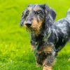 Wire Haired Dachshund 5D Diamond Painting
