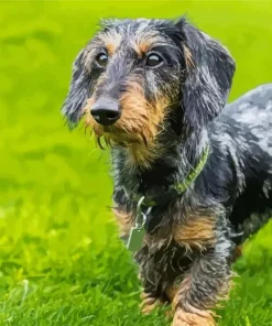 Wire Haired Dachshund 5D Diamond Painting
