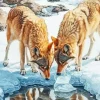 Brown Wolves Drinking Water 5D Diamond Painting