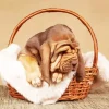 Sleepy Brown Bloodhound Puppy 5D Diamond Painting