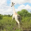 Albino Giraffe 5D Diamond Painting