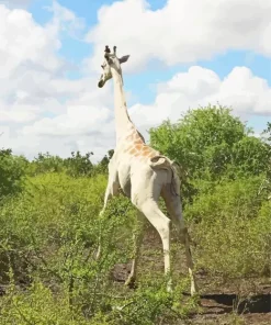 Albino Giraffe 5D Diamond Painting