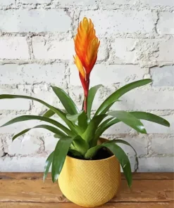 Bromeliad Pot 5D Diamond Painting