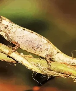 Brookesia Micra Chameleon 5D Diamond Painting