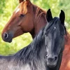 Brown And Black Horses 5D Diamond Painting