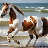 Brown And White Horse In The Beach 5D Diamond Painting