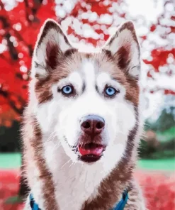 Brown And White Husky 5D Diamond Painting