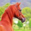 Brown Arabian Horse 5D Diamond Painting