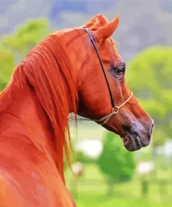 Brown Arabian Horse 5D Diamond Painting