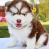 Brown Baby Husky 5D Diamond Painting