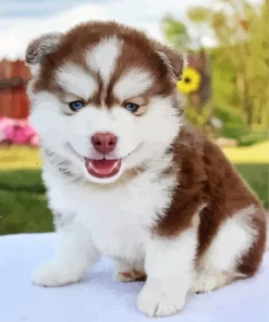 Brown Baby Husky 5D Diamond Painting