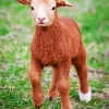 Brown Baby Lamb 5D Diamond Painting