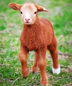 Brown Baby Lamb 5D Diamond Painting
