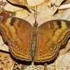 Brown Butterfly 5D Diamond Painting