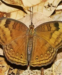 Brown Butterfly 5D Diamond Painting