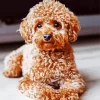 Brown Fluffy Poodle 5D Diamond Painting
