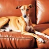 Brown Greyhound On Sofa 5D Diamond Painting