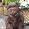 Brown Mini Schnauzer 5D Diamond Painting