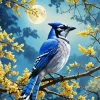 Full Moon Florida Blue Jay 5D Diamond Painting