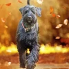 Giant Schnauzer Dog 5D Diamond Painting