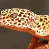 Leopard Gecko 5D Diamond Painting