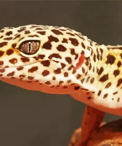 Leopard Gecko 5D Diamond Painting