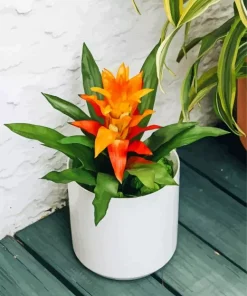 Orange Bromeliad Plant Pot 5D Diamond Painting