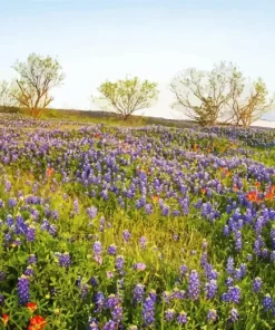 Texas Countryside 5D Diamond Painting