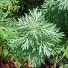 Artemisia Plant 5D Diamond Painting