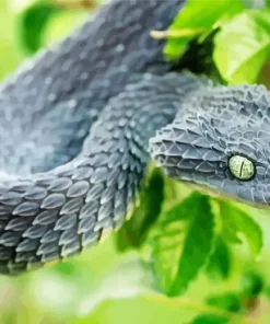Black Bush Snake 5D Diamond Painting