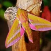 Elephant Hawk Moth 5D Diamond Painting