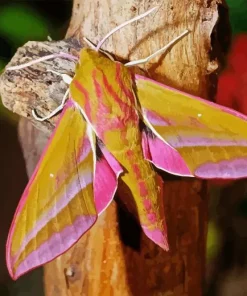 Elephant Hawk Moth 5D Diamond Painting