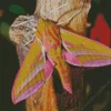 Elephant Hawk Moth 5D Diamond Painting