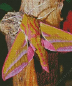Elephant Hawk Moth 5D Diamond Painting