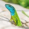 European Green Lizard 5D Diamond Painting